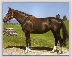 DIFFERENTES SORTES DE BANDES ET PROTECTIONS